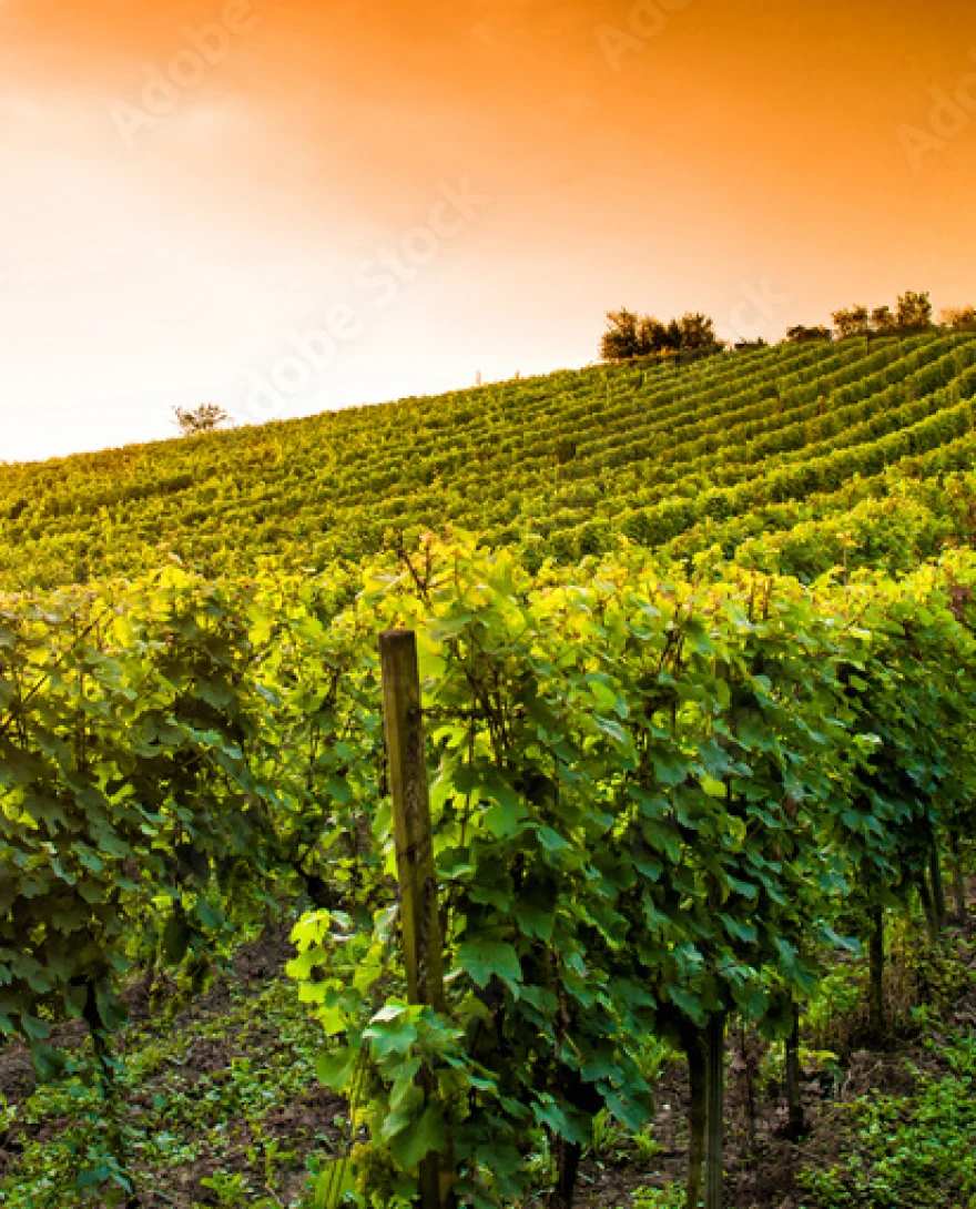 Vigne du Sancerre et Pouilly fumé